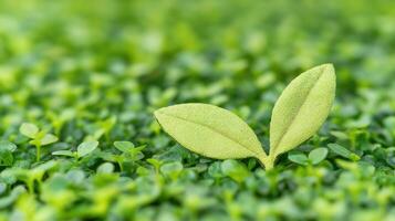 Green Leaves Icon on Eco-Friendly Background Signifying CO2 Reduction and Sustainability Efforts photo