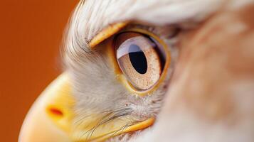 Close-Up of an Eagle's Eye Showcasing Detailed Feathers and Intense Gaze in Nature photo