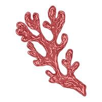 a red coral on a white background vector
