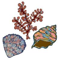 three shells and .coral on a white background vector