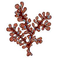 a red coral with blue and brown spots vector