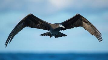 A dark bird with outstretched wings is flying freely photo