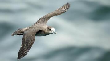 A beautiful seabird is soaring gracefully above the ocean waters photo