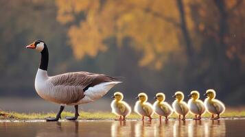 A large goose leads its cute baby goslings along the waters edge photo