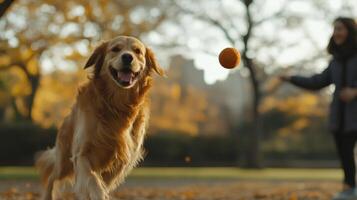 A happy dog runs towards a ball in an outdoor park photo