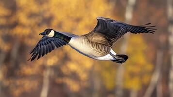 A single goose flying with outstretched wings against autumn colors photo