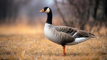 A beautiful goose stands gracefully on a field of grass photo