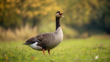 A single goose standing in the grass with its beak open photo