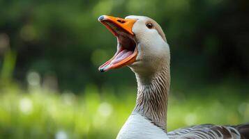 A close up portrait of a goose with open beak photo