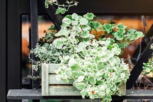 Small business owner and flower startup during covid-19 quarantine. Attractive smiling young guy in apron and protective mask stands at front door and waits for clients in studio with pots of plants photo