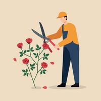 Gardener trimming red rose bush with large scissors in simple flat style illustration vector