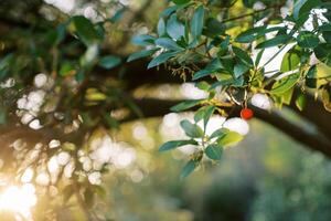 Red berry on a strawberry tree among green foliage in bright sunlight photo