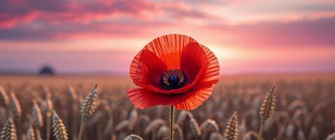 A red poppy is in a field with a sunset photo