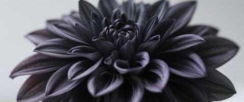 A black flower with dark petals on a white background photo