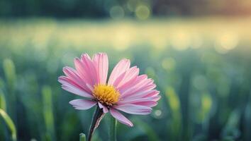 Pink flower in the field with sunlight photo