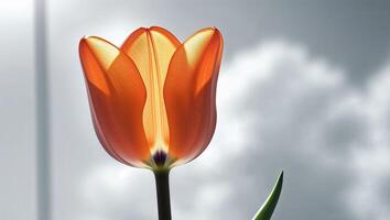 Orange Tulips in a White Vase on a Bright Background photo