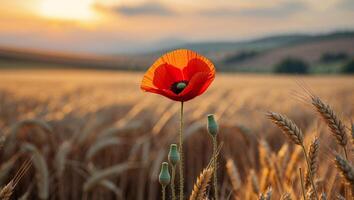 A single poppy is in the middle of a wheat field photo