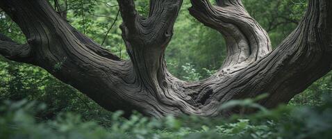 A tree with a twisted trunk in the woods photo