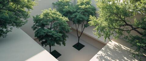 A tree is sitting in a square with a wall photo