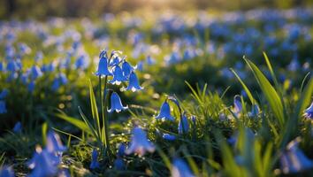 Bluebell Field Blooming in Sunlight on Grassy Meadow photo
