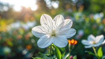 Blooming White Flower in Garden with Sunlight Streaming Through Trees photo