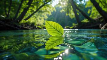 Leaf Floating on Water in Forest with Sunlight photo