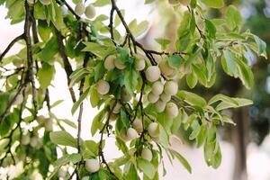 Fresh Green Almonds are Growing on the Tree Branches Now photo