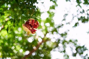 Burst pomegranate with red seeds hangs on a green tree branch in the garden photo