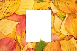 Vertical blank sheet partially covered from below lies against the background of yellow leaves photo
