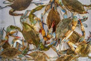 Live crabs crawl on a plastic box moving their claws photo