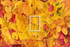 Thin white rectangular hollow frame on yellow autumn leaves photo