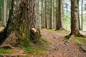 Tinder fungus grows on the trunk of a coniferous tree in a green forest photo