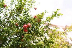 Red ripe pomegranates hang from the green branches of a tree in the garden photo