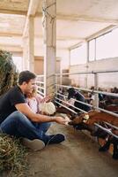 Dad and little daughter feed goats through the fence with cabbage and hay photo