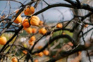 Bare tree branches with ripe persimmons in sunlight photo