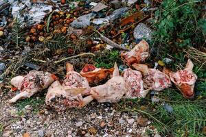 Severed pig heads are lying along with food waste in a spontaneous dump in the forest photo