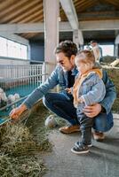 Dad squats in front of a paddock and feeds hay to sheep next to a little girl photo