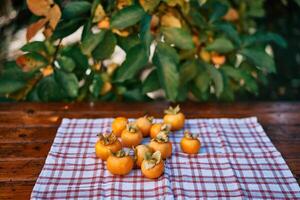 Ripe persimmons lie on a checkered napkin on the table against the background of green foliage photo