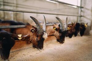Brown horned goats eat grain leaning out from behind a fence in a paddock photo