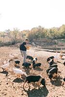 Young man with a bowl in his hands stands in the park and feeds fluffy little pigs and white geese photo