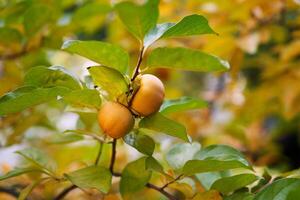 Two yellow persimmons hang from both sides on a tree branch in a grove photo