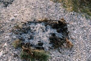 Unburned coniferous branches and ashes from a round fire on stony soil photo