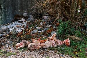 Pig heads among a pile of food waste lying in the forest photo