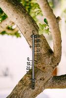 Detailed CloseUp of a Tree Branch Featuring a Measurement Tool photo