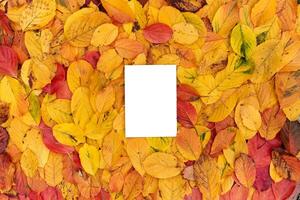 Rectangular vertical white empty frame lies on the autumn foliage photo