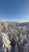 Immersive FPV drone flight through winter forest covered in fresh snow, with mountain views and soft morning sunlight. video