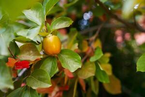Orange persimmon on a tree branch surrounded by green and red foliage photo