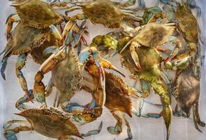Green crabs crawl over each other moving their claws in a plastic box photo