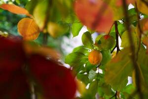 View of a ripening persimmon through the yellow leaves of a tree in the garden photo