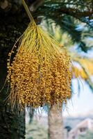 Bunch of yellow dates hanging from a palm branch photo